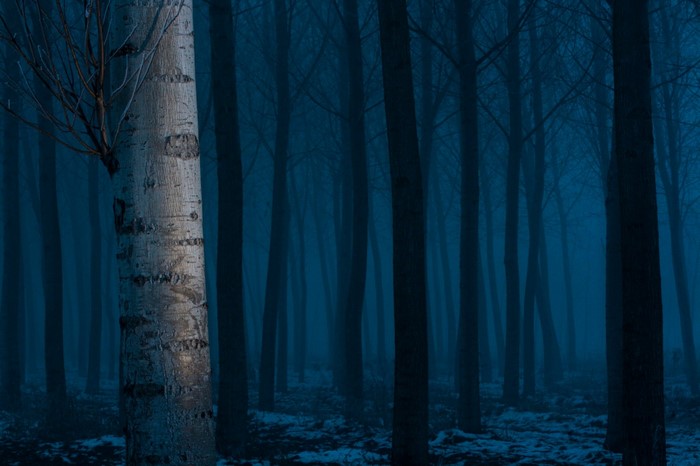 Blue foggy forest with snow and a birch tree