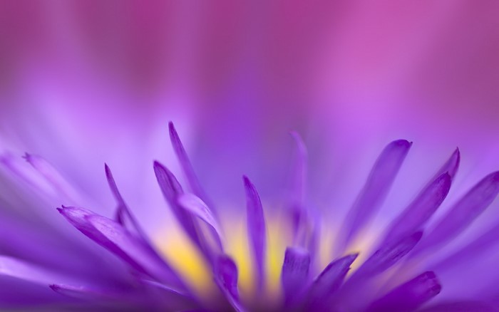 Close up of purple aster flower petals with yellow center