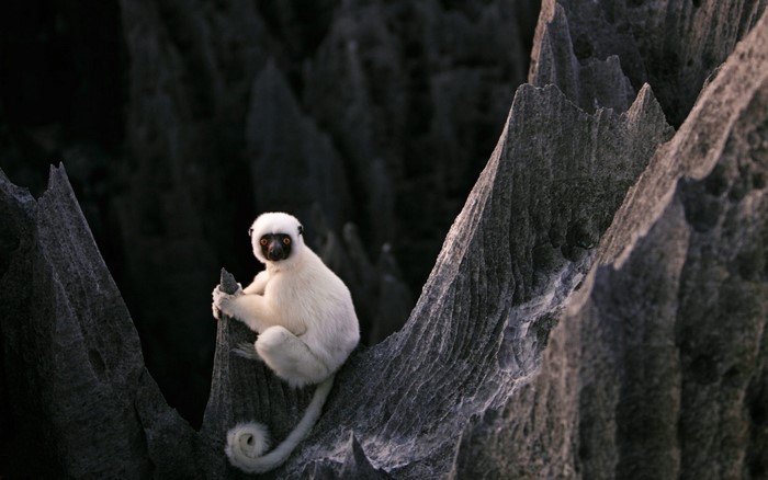 White lemur with yellow eyes on rocky terrain