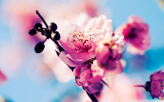 Close-up of pink cherry blossoms on a branch