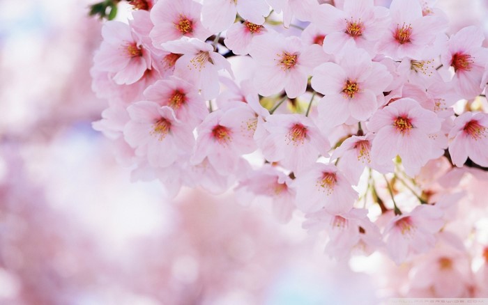 Close up of pink cherry blossoms on a branch