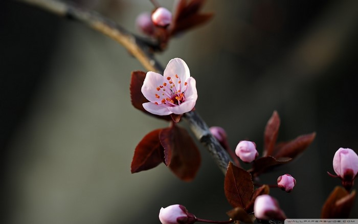Delicate Pink Cherry Blossom on Branch