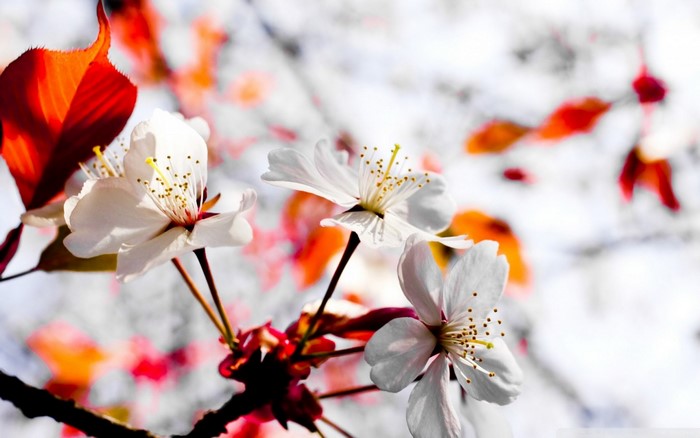 Close up of white cherry blossoms on a branch with red leaves