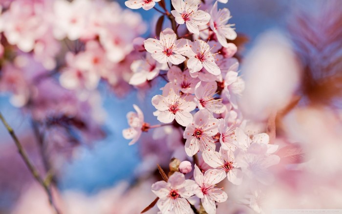 Close up of pink cherry blossoms on a branch