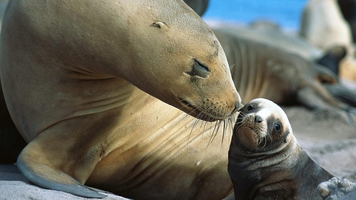 Sea lion mother and pup on a beach