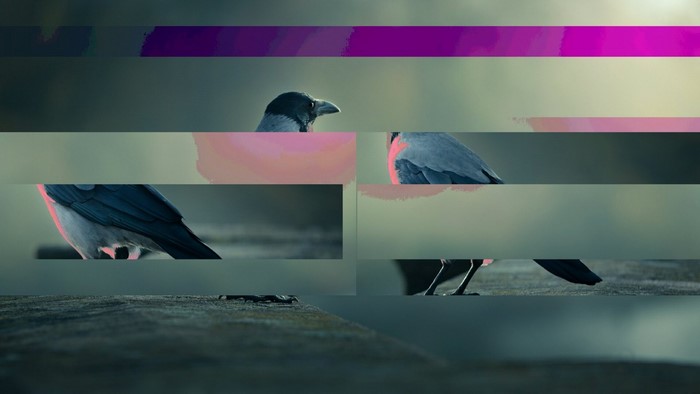 Glitch art image of a crow with purple and pink color distortions