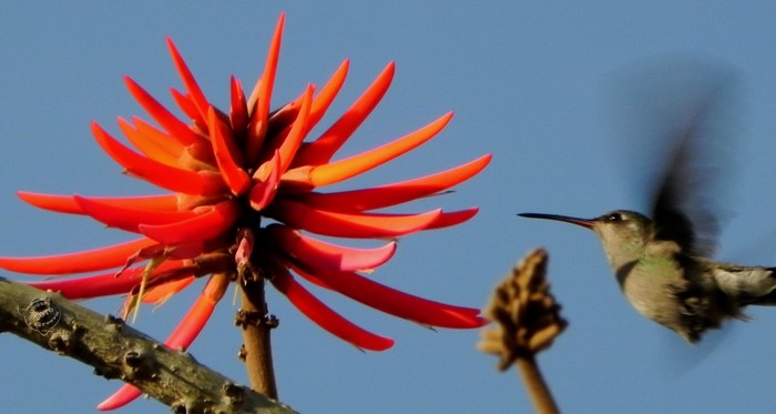 Hummingbird feeding on a bright orange coral flower