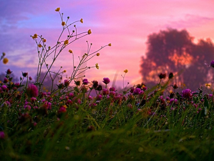 Wildflowers at sunrise with pink and purple sky
