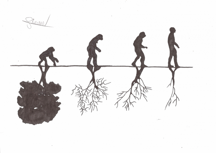 Evolutionary line with roots