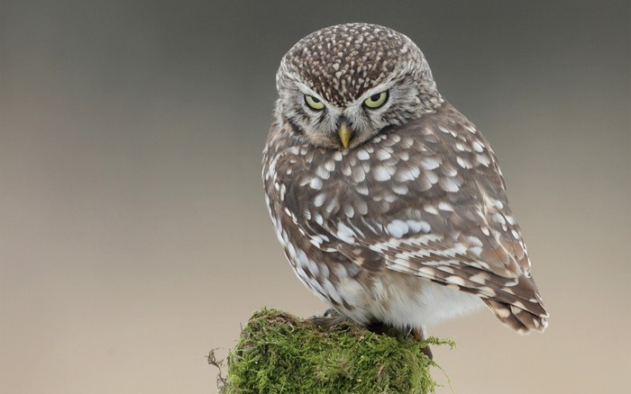 Little owl perched on mossy stump