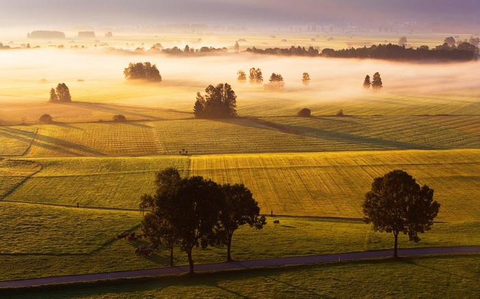 Misty morning over rolling farmland with trees