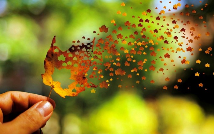 Autumn leaf disintegrating into smaller leaves