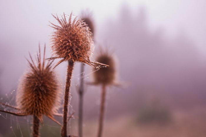 Close-up of dried thistles with water droplets in fog