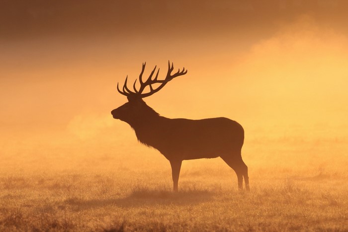 Silhouette of a stag in a misty field at sunrise