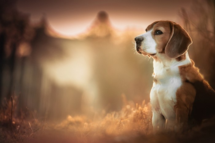 Beagle dog sitting in a field at sunset