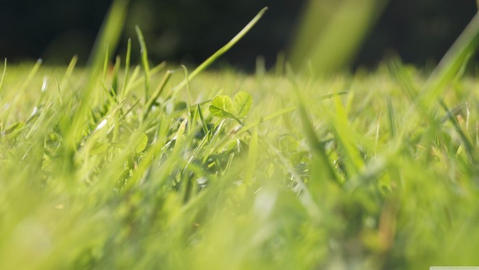 Close-up of green grass with a clover leaf