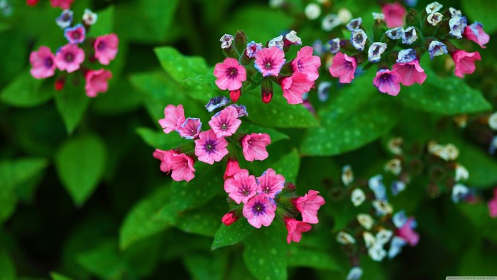 Vibrant Pink and Purple Wildflowers with Green Leaves