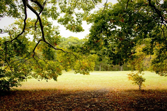 Autumn park with fallen leaves and trees