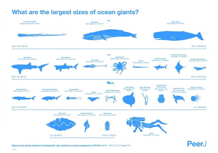 Largest Ocean Giants Size Comparison Infographic