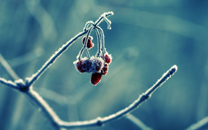 Frozen red berries on a frosted branch in winter