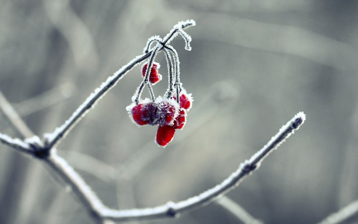 Red berries covered in frost on a branch