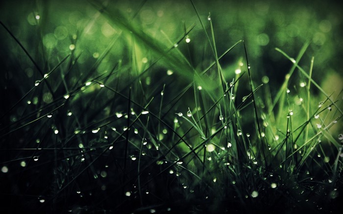 Macro photography of grass with water drops
