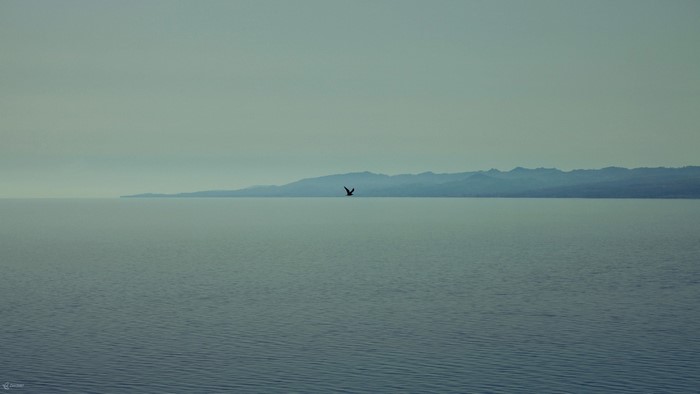 Bird flying over the sea towards a distant coastline
