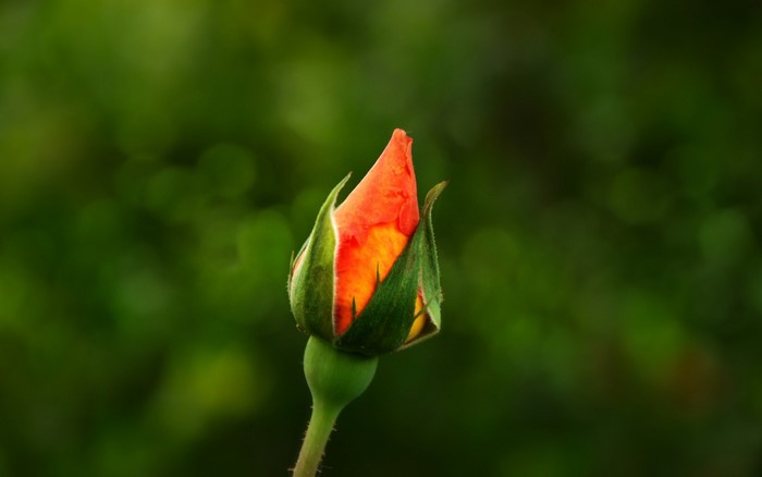 Orange rose bud with green leaves and stem