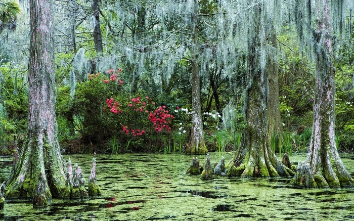 Cypress swamp with Spanish moss and azaleas
