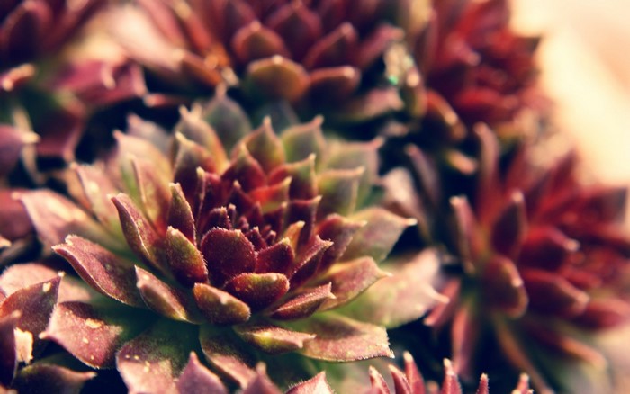 Close-up of purple and green succulents with shallow depth of field