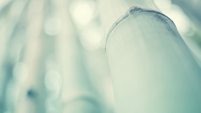 Close-up of bamboo with soft light and bokeh
