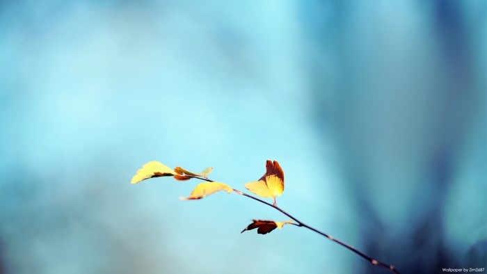 Autumn leaves on a branch against a blue sky
