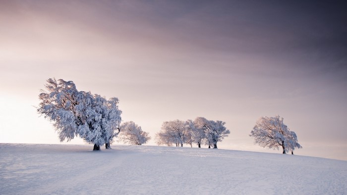 Snow-covered trees on a hill under a pale sky
