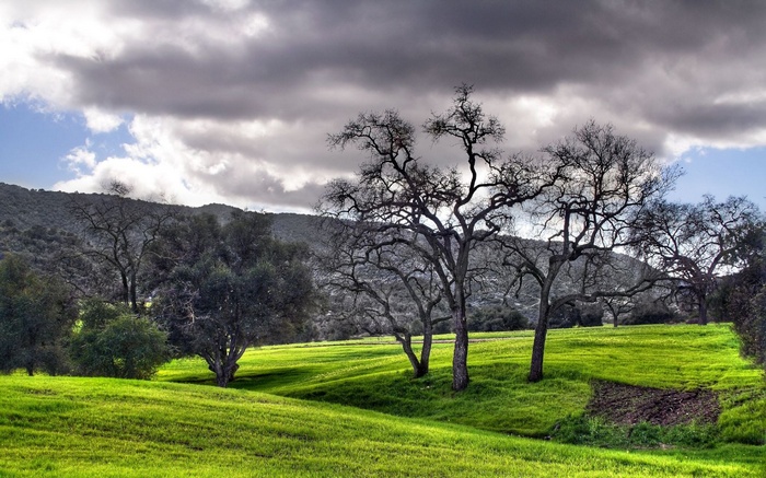 Bare trees in a green field under cloudy sky