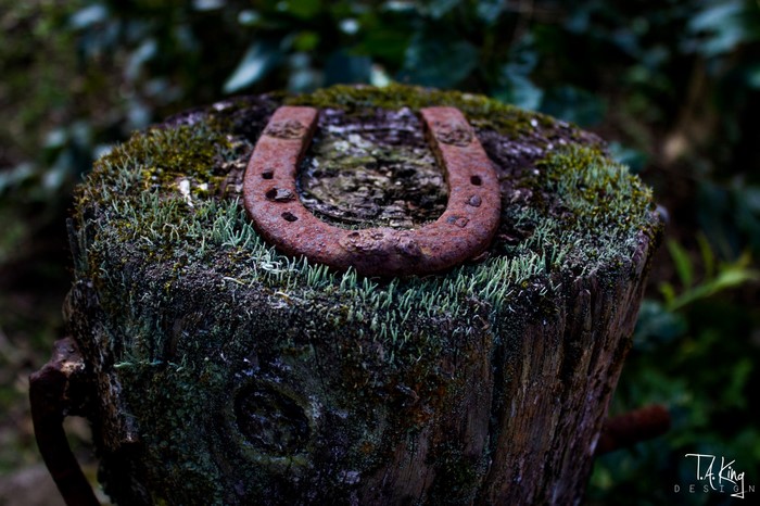 Rusty horseshoe on a mossy tree stump