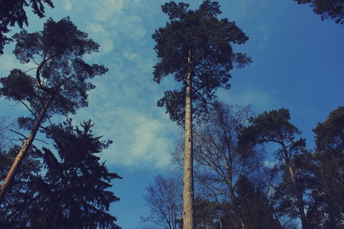 Tall pine trees against a blue sky with clouds
