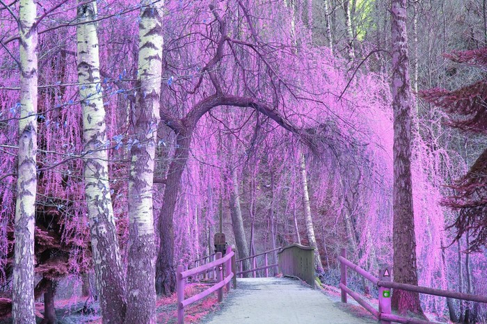 Pink forest with a path and bridge