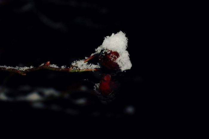 Red berries covered in snow on a dark background