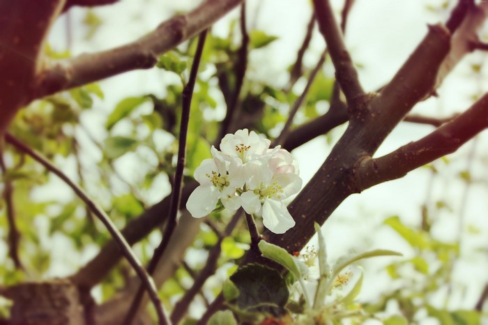 Close up of white apple blossoms on a tree branch