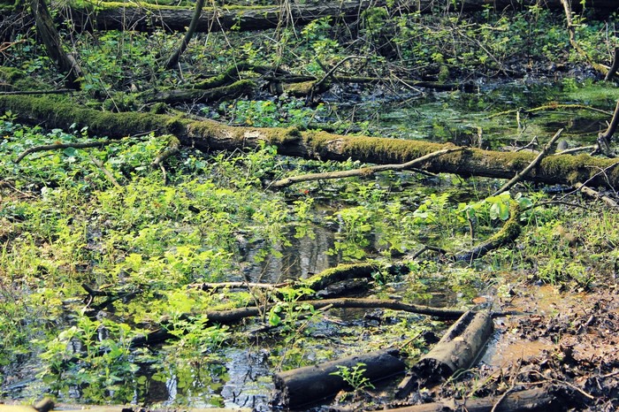 Mossy logs in a swampy forest with green vegetation