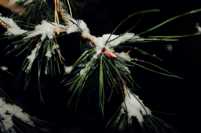 Pine branch with snow