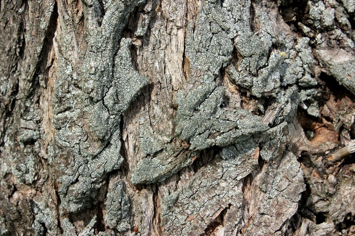 Close-up of rough tree bark texture