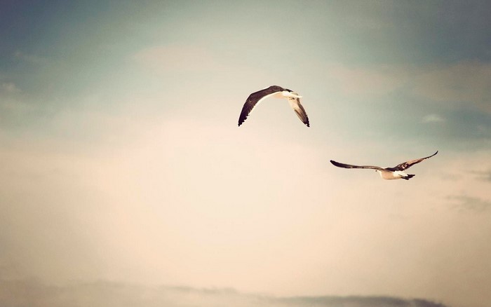 Two seagulls flying in the sky