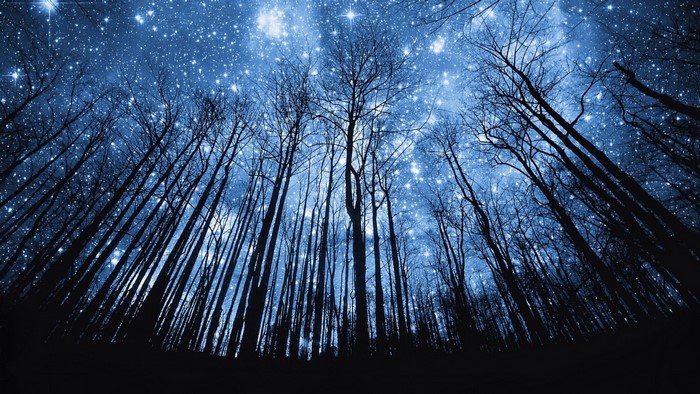 Bare trees against a starry night sky