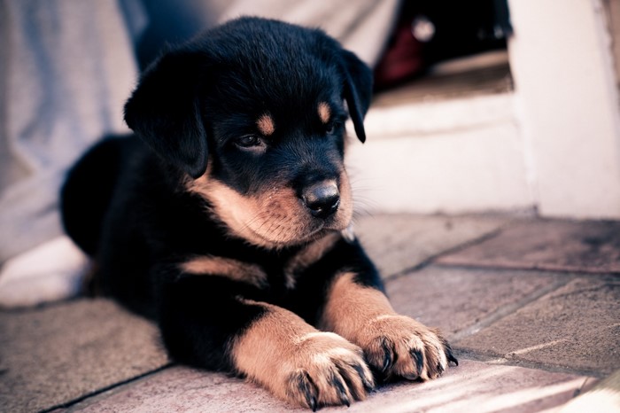 Rottweiler puppy lying down on stone tiles