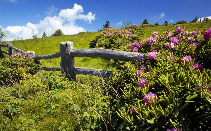 Wooden fence and rhododendrons on a grassy hill