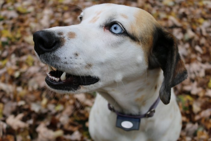 Dog with blue eyes and spotted fur in autumn leaves