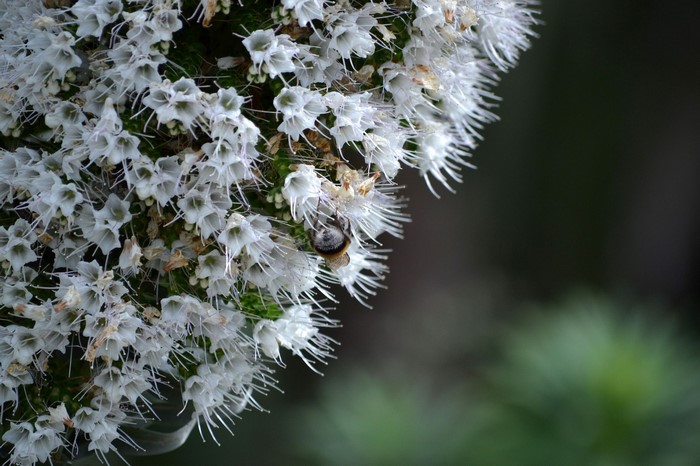 Close-up of white flowers with a bee