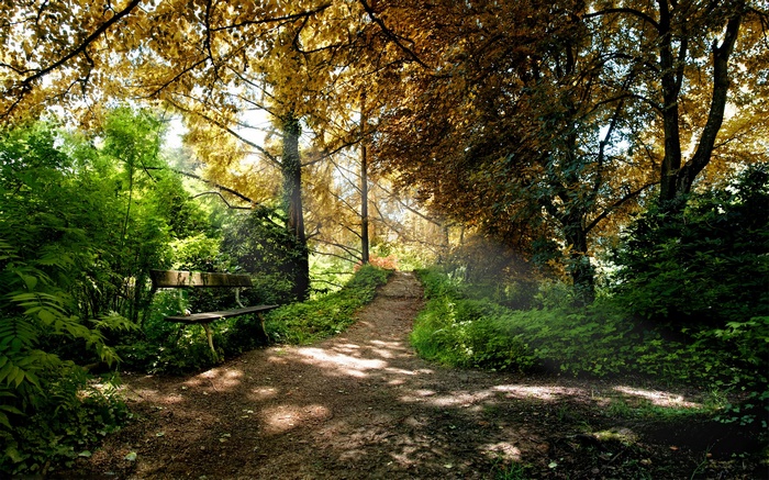 Park bench on a path in a sunlit forest