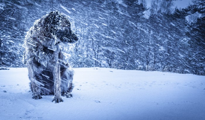 Dog sitting in a snowy forest during a blizzard